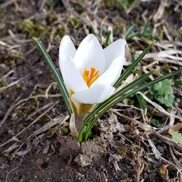 Meet your Posher, Bex - Picture 1 of 1